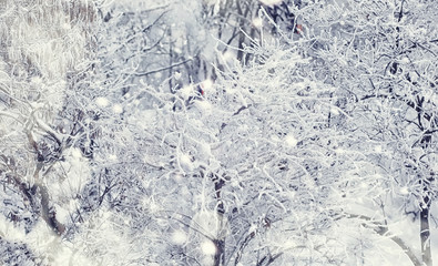 Winter forest landscape. Tall trees under snow cover. January frosty day in the park.