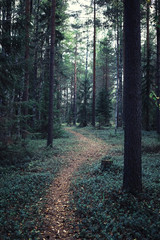 Bright spring greens at dawn in the forest. Nature comes to life in early spring.