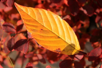 Obraz premium autumn leaves