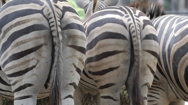 Zebra animal skin close-up 4k.