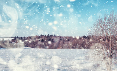 Winter forest landscape. Tall trees under snow cover. January frosty day in the park.