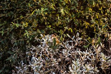 city Sparrow among the branches