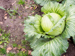 Autumn harvest of white cabbage