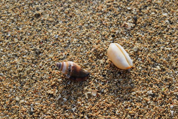 Conchiglie su una spiaggia di Bali in Indonesia.