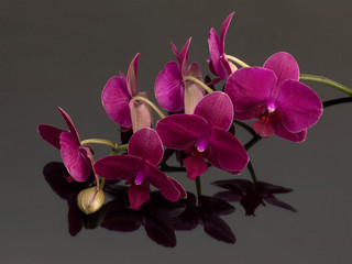 orchid flower on a black background. 