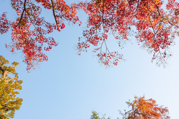 Looking up red leaves of maple trees in a park in a sunny day.