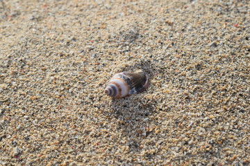 Conchiglie su una spiaggia di Bali in Indonesia.