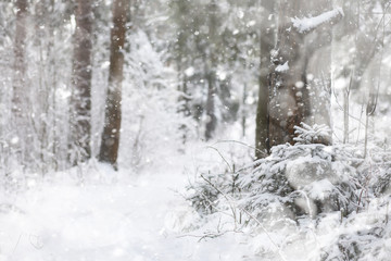 Winter landscape. Forest under the snow. Winter in the park.