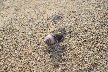 Conchiglie su una spiaggia di Bali in Indonesia.