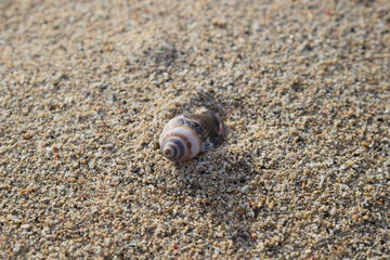 Conchiglie su una spiaggia di Bali in Indonesia.
