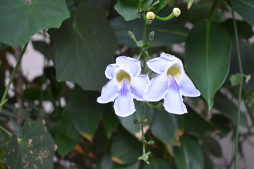 Belle orchidee crescono spontanee in Bali, in Indonesia