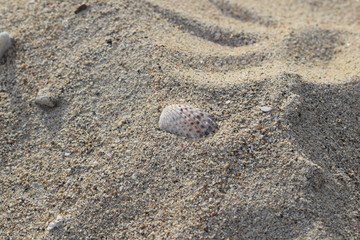Conchiglie su una spiaggia di Bali in Indonesia.