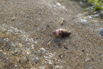 Conchiglie su una spiaggia di Bali in Indonesia.