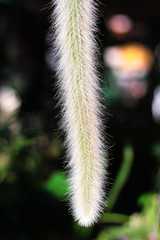 Green cactus flower with white hair and long tail  in nature garden summer exotic blurred background