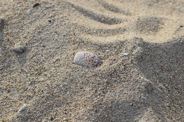 Conchiglie su una spiaggia di Bali in Indonesia.