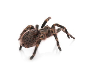 Striped knee tarantula (Aphonopelma seemanni) isolated on white
