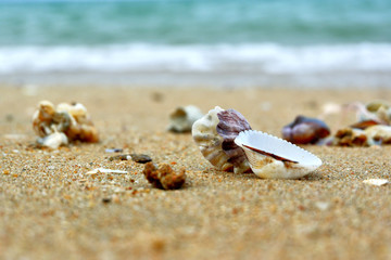 Seashells by the sea