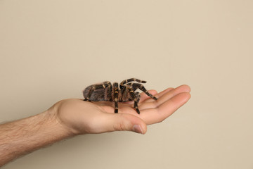 Man holding striped knee tarantula on beige background, closeup