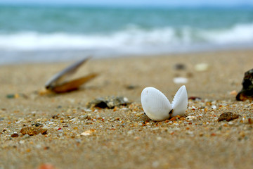 Seashells by the sea