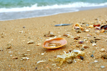 Seashells by the sea