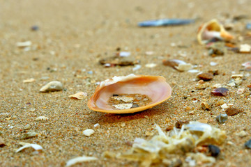 Seashells by the sea