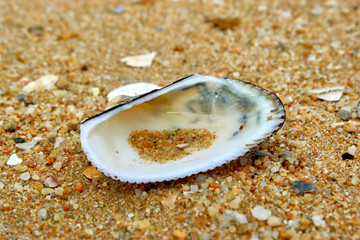 Seashells by the sea
