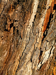 Beautiful Abstract Wood Texture Nuances Of An Old Tree