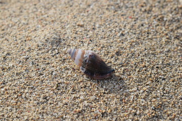 Conchiglie su una spiaggia di Bali in Indonesia.