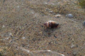 Conchiglie su una spiaggia di Bali in Indonesia.