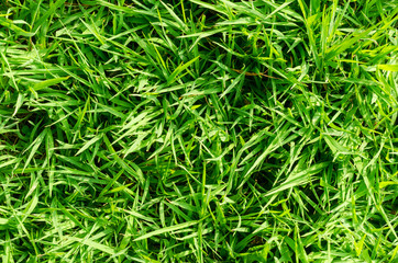 Fototapeta na wymiar Green grass pattern and texture for background. Close-up