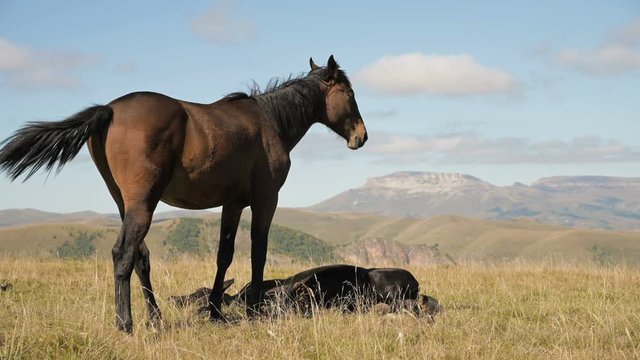 A brown and black horse grazes in an alpine meadow surrounded by its herd with small foals. The farm. Horse breeding