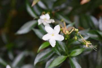 Bellissimi fiori bianchi e pianta crescono spontanei in Bali, Indonesia