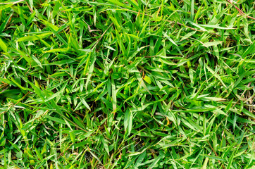 Green grass pattern and texture for background. Close-up
