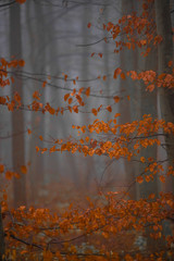 misty morning in autumn forest 