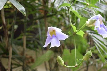 Belle orchidee crescono spontanee in Bali, in Indonesia