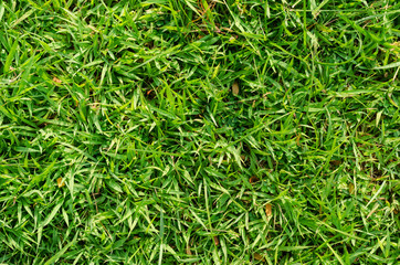 Green grass pattern and texture for background. Close-up