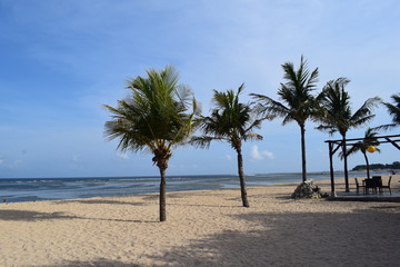 Palme sulla spiaggia dell'isola di Bali, in Indonesia