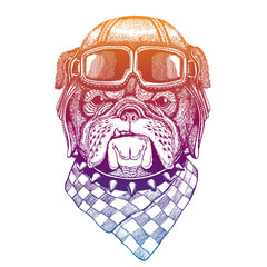 Bulldog, dog wearing vintage aviator leather helmet. Image in retro style. Flying club or motorcycle biker emblem. Vector illustration, print for tee shirt, badge logo patch