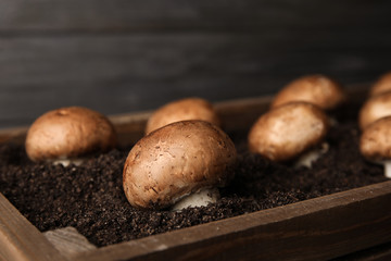 Brown champignons growing on soil in wooden crate, closeup. Mushrooms cultivation