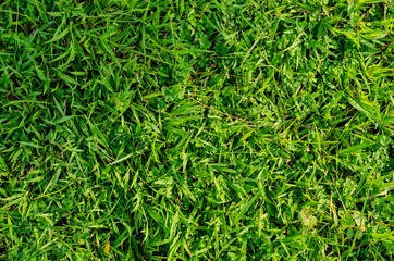 Green grass pattern and texture for background. Close-up