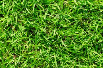 Fototapeta na wymiar Green grass pattern and texture for background. Close-up