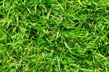 Green grass pattern and texture for background. Close-up