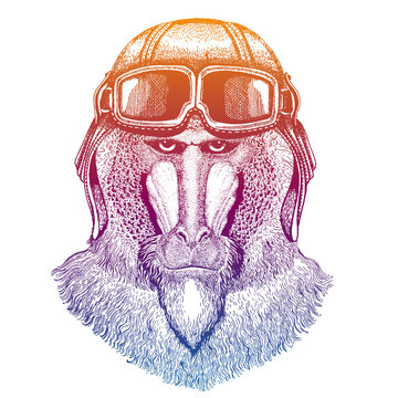 Monkey, baboon, dog-ape, ape wearing vintage aviator leather helmet. Image in retro style. Flying club or motorcycle biker emblem. Vector illustration, print for tee shirt, badge logo patch