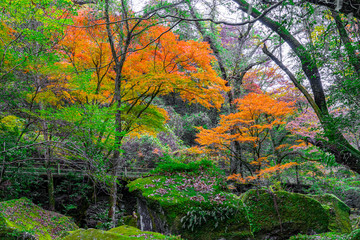 autumn leaves in the mountains, yabakei, oita, japan
