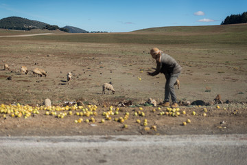 Moroccan shepherd feeding his animals along the road with apples.