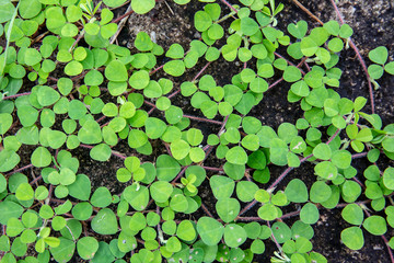 Small green plant or ivy leaves on the concrete wall.