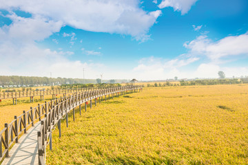 Fototapeta premium Under the blue sky and white clouds, the golden rice was heavy