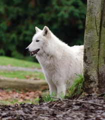 Naklejka na ściany i meble Grey wolf female with white fur behind tree trunk