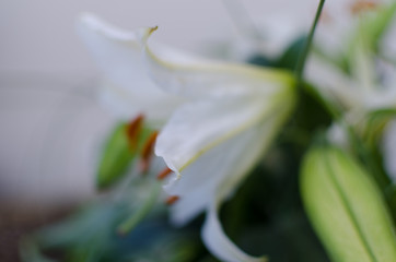 Fototapeta premium Close-up of a white lily flower parts