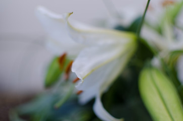 Close-up of a white lily flower parts